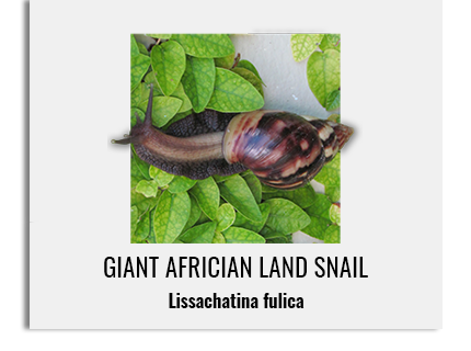 africansnail