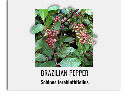 brazilianpepper