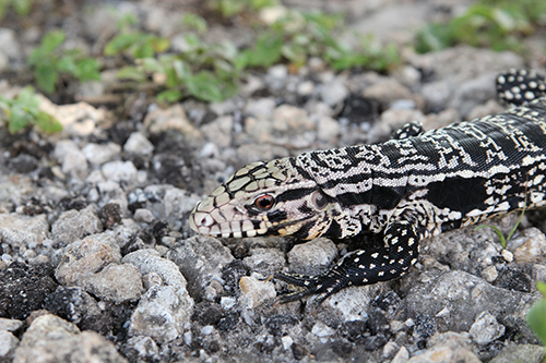 Black and White Tegu
