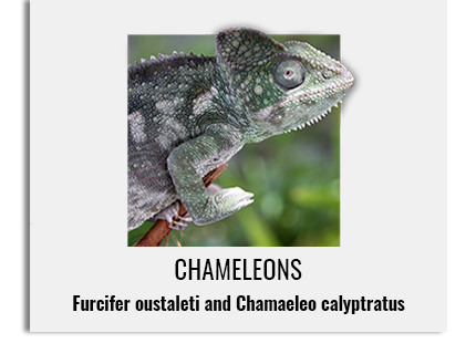 chameleons