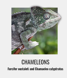 Photo of a chameleon. Underneath it is the text, "Chameleons," and under that is, "Furcifer oustaleti and Chamaeleo calyptratus,"
