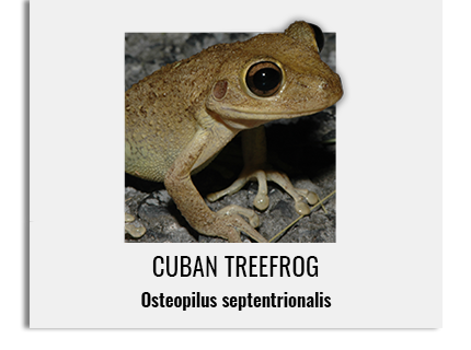 cubantreefrog