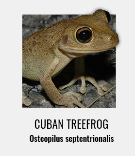 Photo of a Cuban treefrog. Underneath it is the text, "Cuban treefrog," and under that is, "Osteopilus septentrionalis,"