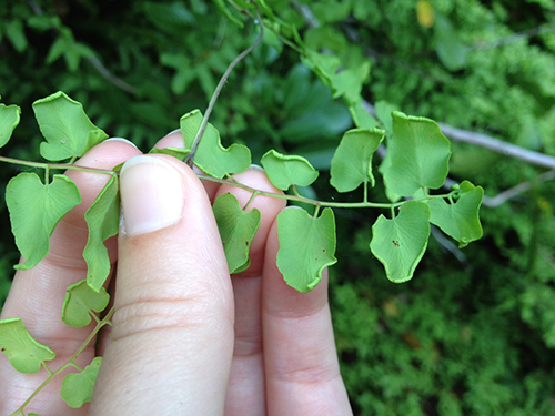 Climbing Fern