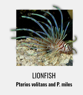 A photo of a lionfish, with the text, "Lionfish." Underneath that is the text, "Pterios volitans and P. miles,"