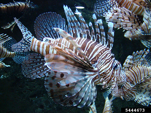 lionfish