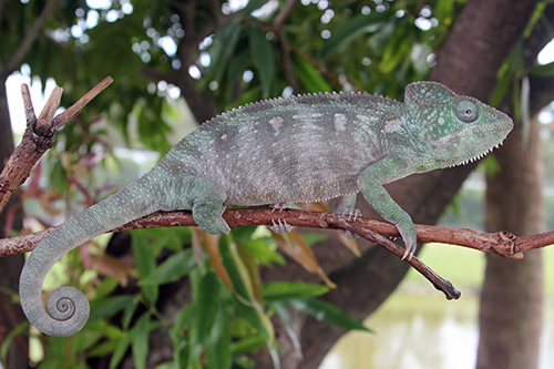 Oustalet's chameleon (Furcifer oustaleti)