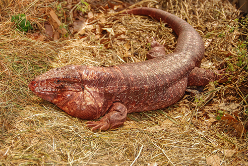 Red Tegu