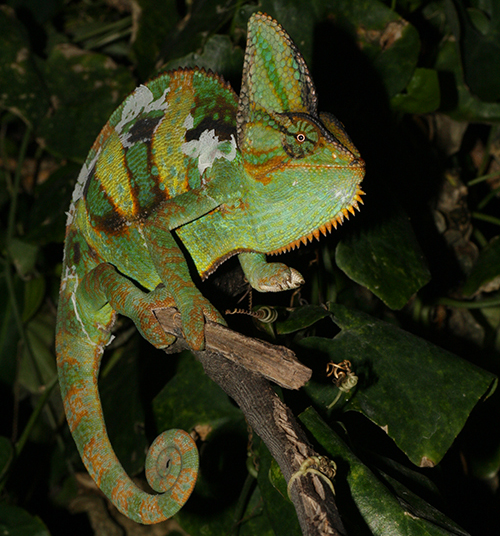 Veiled Chameleon (Chamaeleo calyptratus)